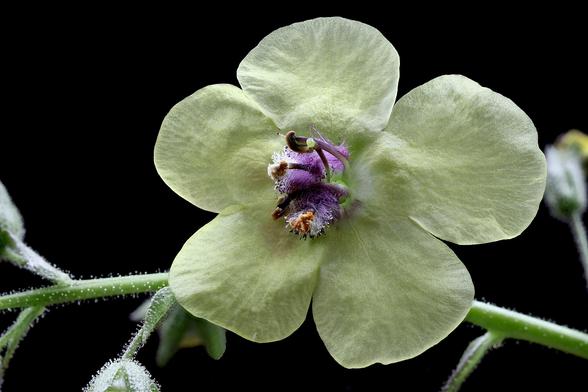 Macro Moth Mullein