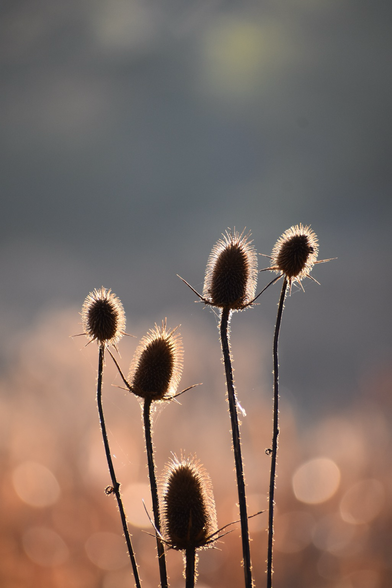 Golden morning sun shining through spiny, done-shaped teasel blooms on their tall thin spiny stems; the light in the intentionally blurred background creates a sparkling effect