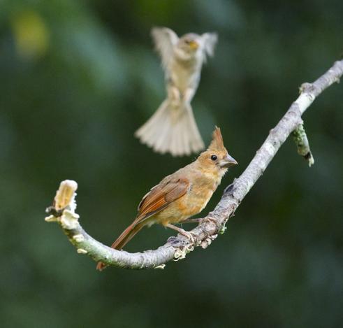 A rather shabby looking cardinal fledgling with little color and no face mask but a growing crest sits on a branch. A blur coming from behind is a baby sparrow just flying in with barely raised claws to knock the fledgling off the perch. Fledgling is oblivious. Photo by Peachfront. Aug. 4, 2024.