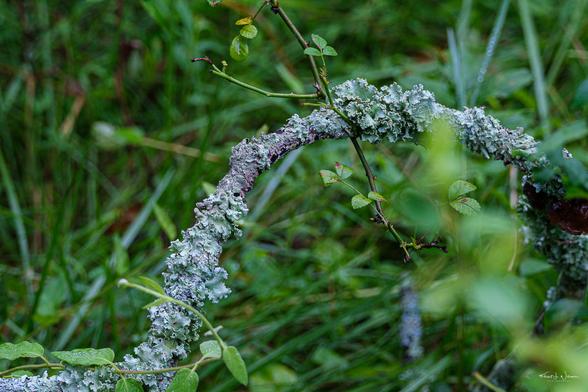 Powdered Ruffle Lichen (Parmotrema hypotropum)