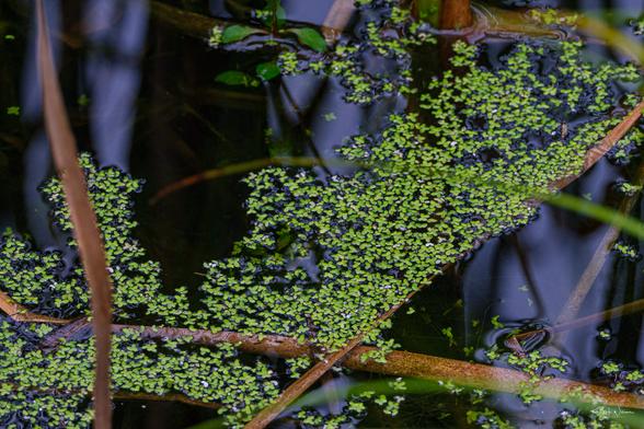 Common Duckweed (Lemna minor)