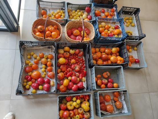 Une douzaine de cagettes en plastique posées au sol. Elles contiennent des tomates destinées toutes les couleurs.