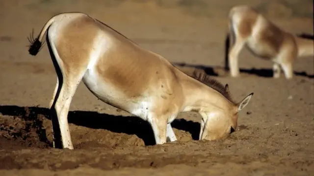 photo of a donkey digging a hole in dry soil