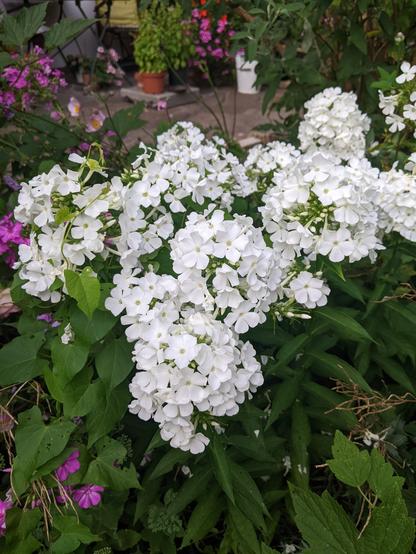 Photo.

White Blossoms - Weiße Blüten.