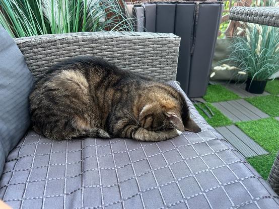 Gescheckte Katze auf Sofa versteckt das Gesicht hinter den Pfoten