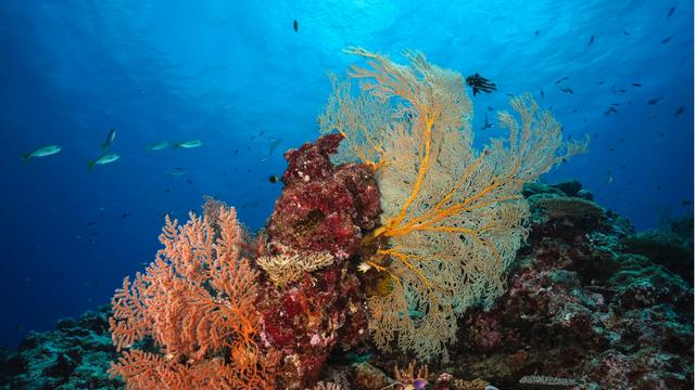 The wonderful Scott Reef, off the Kimberley Coast of Western Australia.

A tower of colourful coral grows beneath the deep blue ocean. The living coral, in shades of yellow, orange and red, reaches up toward the sunlit turquoise waters above like the delicate branches of a tree. Below is a bed of older coral reflecting a neon green glow. A variety of fish and sea life can be seen swimming behind and above the coral.