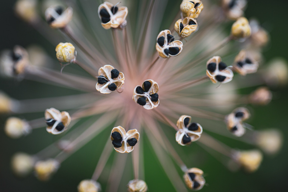 The seed pods from an allium flower shot up close