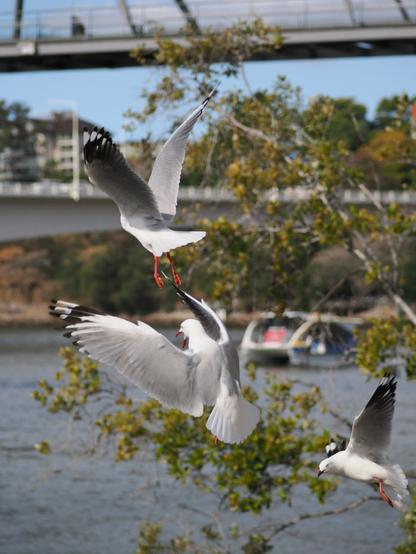 3 silver gulls, mid flight, squabbling over a chip. A blurred City Cat ferry is visible through foliage behind the scene,