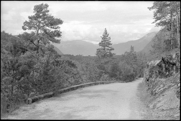 A black and white photograph showing the mountain-path leading up on the mountain in Hardangervidda, Norway. There are pine-trees around the path, and a larg mountain landscape in the distance. The fjord down in Kinsarvik kan be seen just slightly in the distance. The sky is overcast and surrounding the distand mountains.