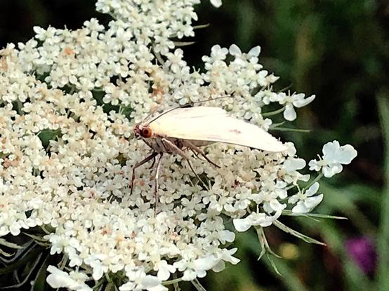 Closeup of a white moth with orange eyes perched on the white flower cluster of a Queen Anne's lace plant.