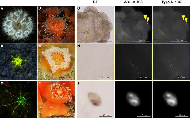 photos of coral polyps