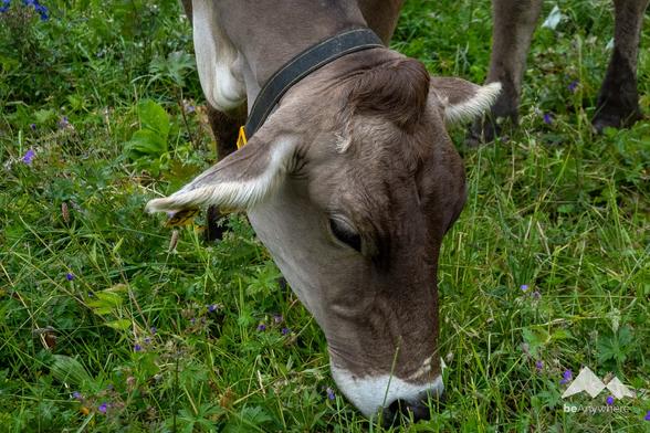 A cow with a brown coat grazes on lush green grass, surrounded by small purple flowers. The close-up image captures the serene moment in a vibrant, natural setting.