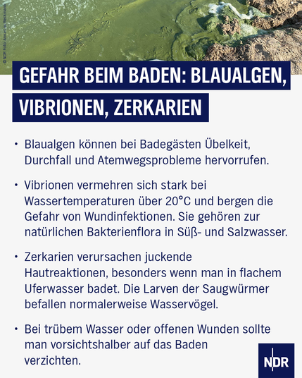 Text: GEFAHR BEIM BADEN: BLAUALGEN, VIBRIONEN, ZERKARIEN
• Blaualgen können bei Badegästen Übelkeit, Durchfall und Atemwegsprobleme hervorrufen.
• Vibrionen vermehren sich stark bei Wassertemperaturen über 20°C und bergen die Gefahr von Wundinfektionen. Sie gehören zur natürlichen Bakterienflora in Süß- und Salzwasser.
• Zerkarien verursachen juckende
Hautreaktionen, besonders wenn man in flachem Uferwasser badet. Die Larven der Saugwürmer befallen normalerweise Wasservögel.
• Bei trübem Wasser oder offenen Wunden sollte man vorsichtshalber auf das Baden verzichten.
Bild: Blaualgen an einer unbewachten Badestelle am Strand von Tremt (Greifswalder Bodden). © NDR Foto: Anna-Lou Beckmann