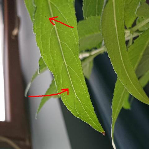 Two tiny insects caught feeding on the underside of a buddleja leaf.