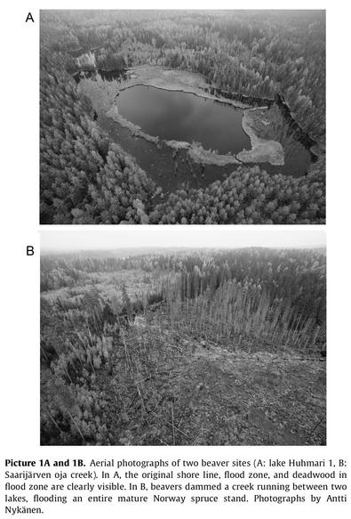 aerial photos of two beaver sites with damning