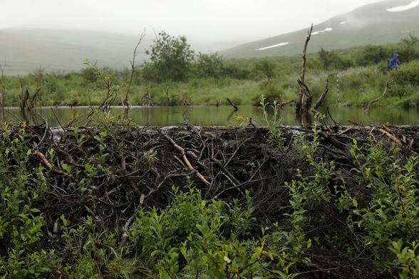 photo - beaver damn and pond, boreal forest