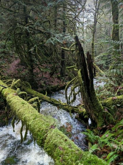 Moss covered logs, laying across river rapids. Mossy covered trees & plants in the forest that the river runs through.