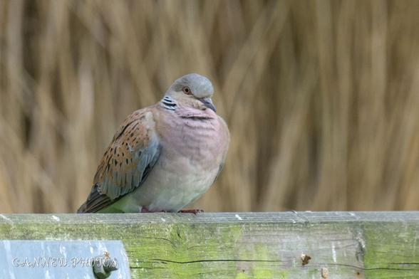 A Turtle Dove with mottled brown and grey feathers perched on a weathered wooden surface against a blurred natural background.
