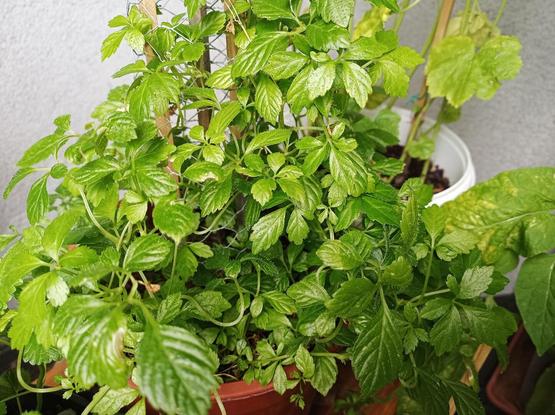 Ein dicht wachsender Jiaogulan (Kraut der Unsterblichkeit) in einem braunen Topf. Die Pflanze hat viele glĂ€nzende, grĂŒne, gefiederte BlĂ€tter. Einige BlĂ€tter haben gezackte RĂ€nder. Im Hintergrund ist eine graue Wand und ein weiterer weiĂer Topf mit Pflanzen zu sehen. Die Pflanze wirkt gesund und krĂ€ftig.