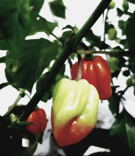 This is a close up of two chillies hanging from a chillie plant. The fruit in front is green and red and the one behind is all red.