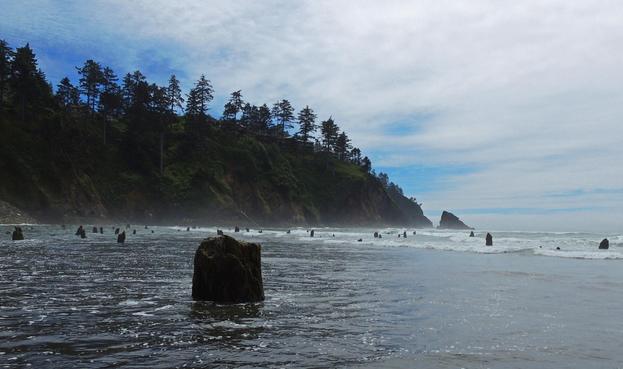 photo - paleoforest innundated by earthquake related flooding / subsidence, PNW