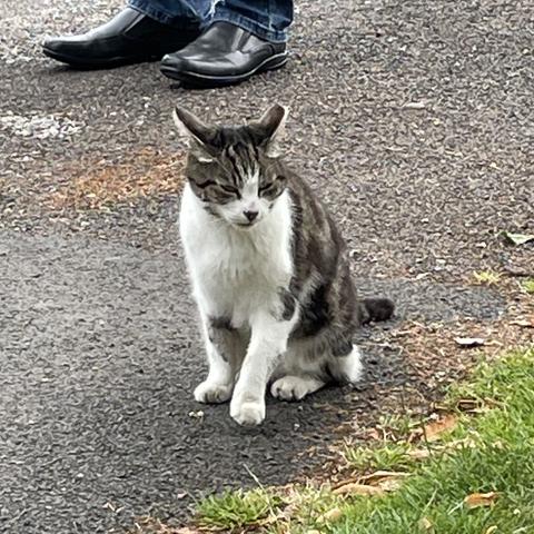 Barbara cat, a famous white and grey tabby male cat despite his name, from Walsall Road Allotments, Birmingham.