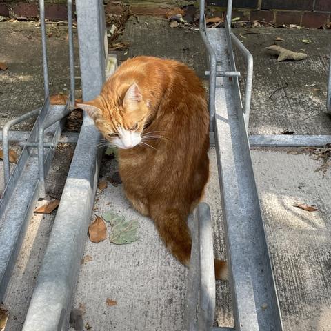 George the ginger Stourbridge station cat, sunning himself outside along the bike racks.
