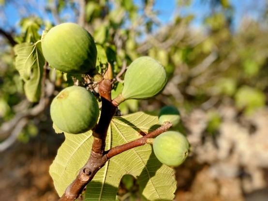 Eine Nahaufnahme eines Astes, an dem vier runde grüne Feigen aus kräftigen Zweigen wachsen. Dahinter hängt ein großes grün-gelbes Blatt.

A close-up of a branch on which four round green figs are growing from strong brown twigs. Behind them hangs a large green-yellow leaf.