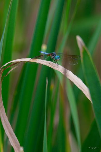 Blue Dasher (Pachydiplax longipennis)