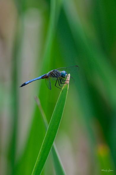 Blue Dasher (Pachydiplax longipennis)