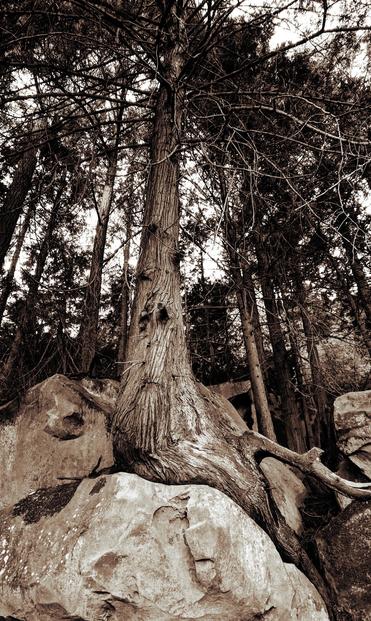 A large cedar tree with roots wrapped around and over large rock boulders.
Sepia edit.