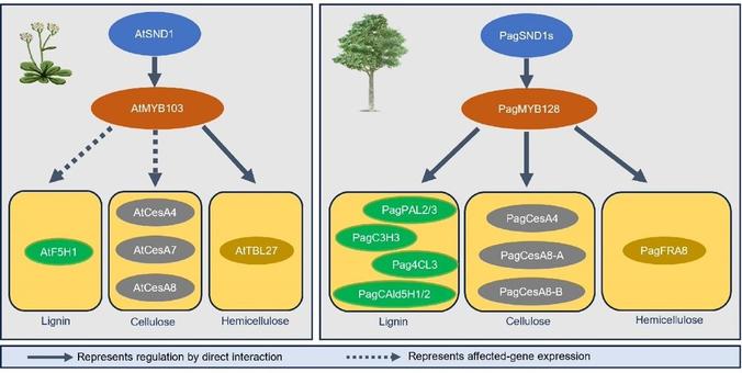 Similarities and differences in the hierarchical transcriptional regulatory network that produces biosynthesis of cellulose, lignin, and hemicelluloses in plant secondary cell walls of Arabidopsis (left) and poplar (right).