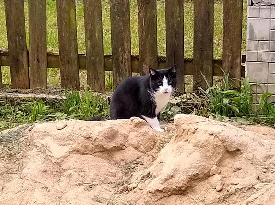 A black-white cat on top of a pile of gravel. Its mostly black, with the exception of its snout and midface that is white, surrounded by a black "helmet". The paws are also white. In the back, a wooden picket fence, slightly tilted. Along it some clumps of grass.