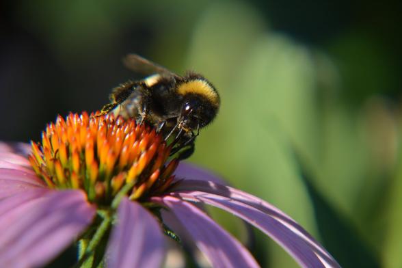 Bumblebee feeding on a purple coneflower.