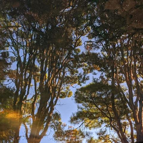 Trees reflected in garden pond with golden sunshine light