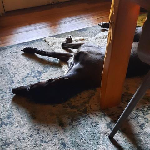 A greyhound is seen reclining between chair and table legs in a small patch of sun
