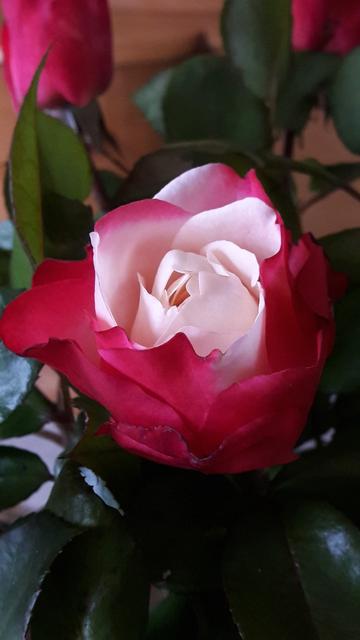 Nahaufnahme einer Rose in rot mit weißen Rändern.