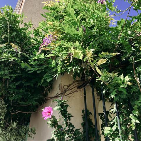 Photo d’un massif de glycines en hauteur d’où pend une grappe de fleurs violettes. En bas de la photo on voit le haut de la hampe d’une rose trémière, avec une fleur rose.