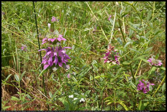 Monarda citriodora wildflower (also called Lemon Beebalm, Purple Horsemint, Lemon Mint, Plains Horsemint, Lemon Horsemint, Horsemint, Purple Lemon Mint) blooming among native prairie grasses and other wildflowers in Norman, Oklahoma, United States on June 11, 2024. It is known for its sweet smell. The flowers appear in tiers with stem between.