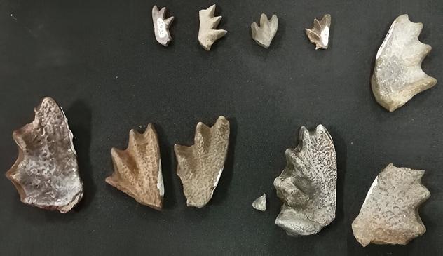photo of small fossil bones