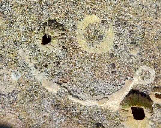 impressions left on a sandy bit of rock by long-ago cracked off barnacles & other sea life, form a pattern vaguely resembling a creepy smiling face