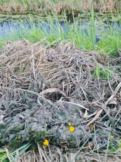 slootkant met resten van waterplanten die eruit zijn geschept, waar hier en daar nog wat gele bloempjes uitsteken.
