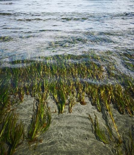 Eel grass growing in ocean. Ocean in background.