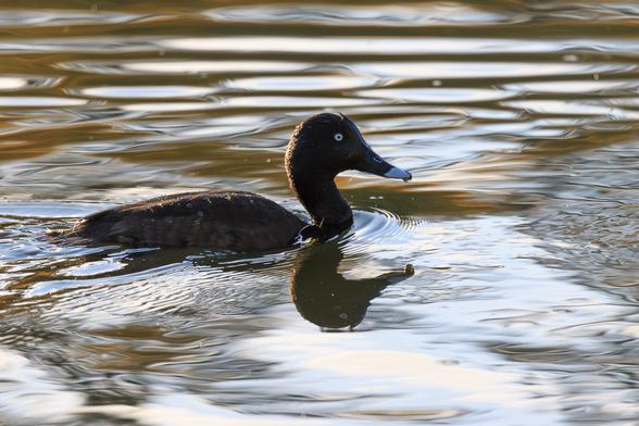 A dark brown duck, reflected in water, and somewhat backlit by the morning sun. The tip of its bill and its eye are both white. 
There are water droplets on its back.