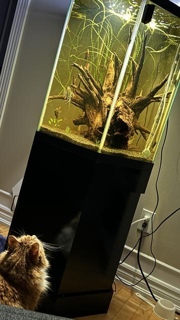 One orange brain cell gazing upwards into a hexagonal tropical aquarium with angelfish, rainbow shark, and two plecostomuses.