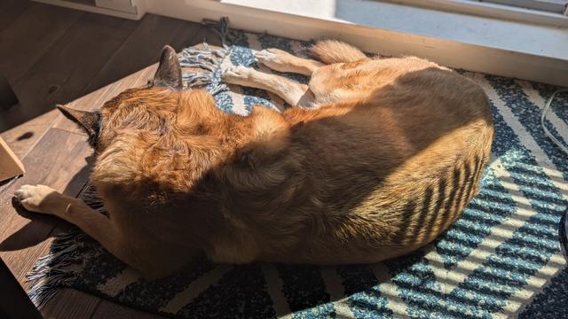 A dog napping in a sun puddle