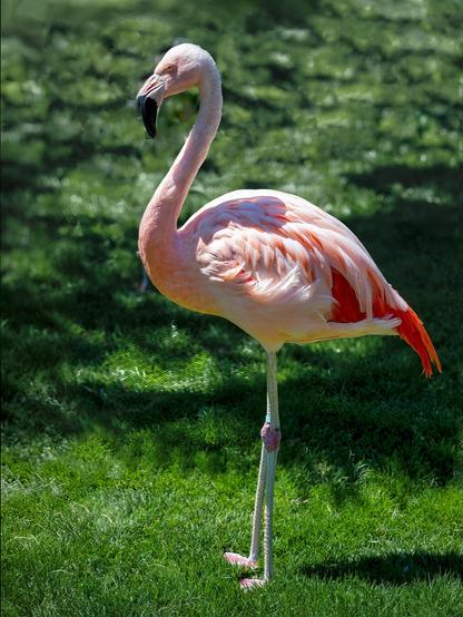 pink flamingo standing on green grass