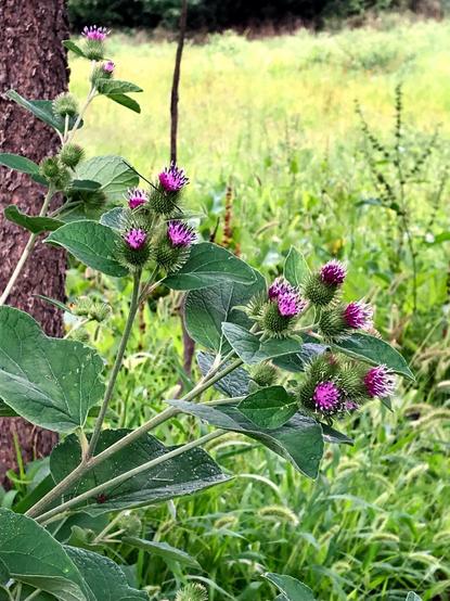 A plant with long stalks, big green leaves, and prickly lavender flowers. In the background to the left is part of a tree trunk, and beyond is a brightly lit field.