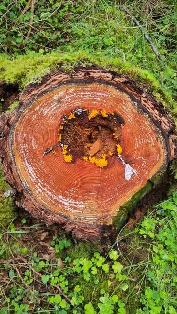 A sawn off tree stump forms a reddish centrepiece to this image whereas some interesting fungi are creating a bright yellow ring around the centre of the stump which is rotting.
The entire picture is framed in bright green undergrowth.