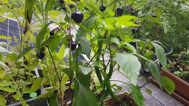 Chilipflanzen mit rundlichen, violetten Früchten (Black Heart) und langen grünen Früchten (Cayennepfeffer). Im Hintergrund Kräuter und Solarmodule.